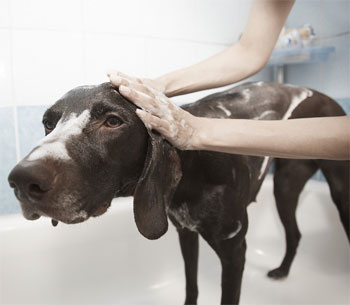 Washing Dog in Shower with Pre-Rinse Wall-Mounted Faucet